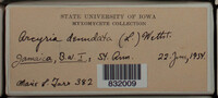 Arcyria denudata image
